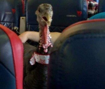 turkey in airline cabin