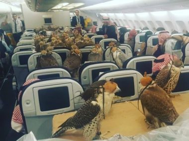 hawks on united plane