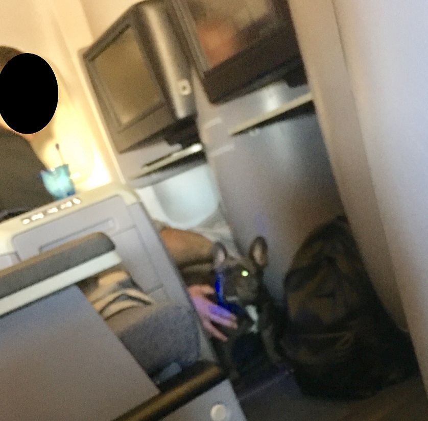 United Flight Attendant Pretends Bulldog is Emotional Support Animal to  Break Airline's Pet Rules - View from the Wing