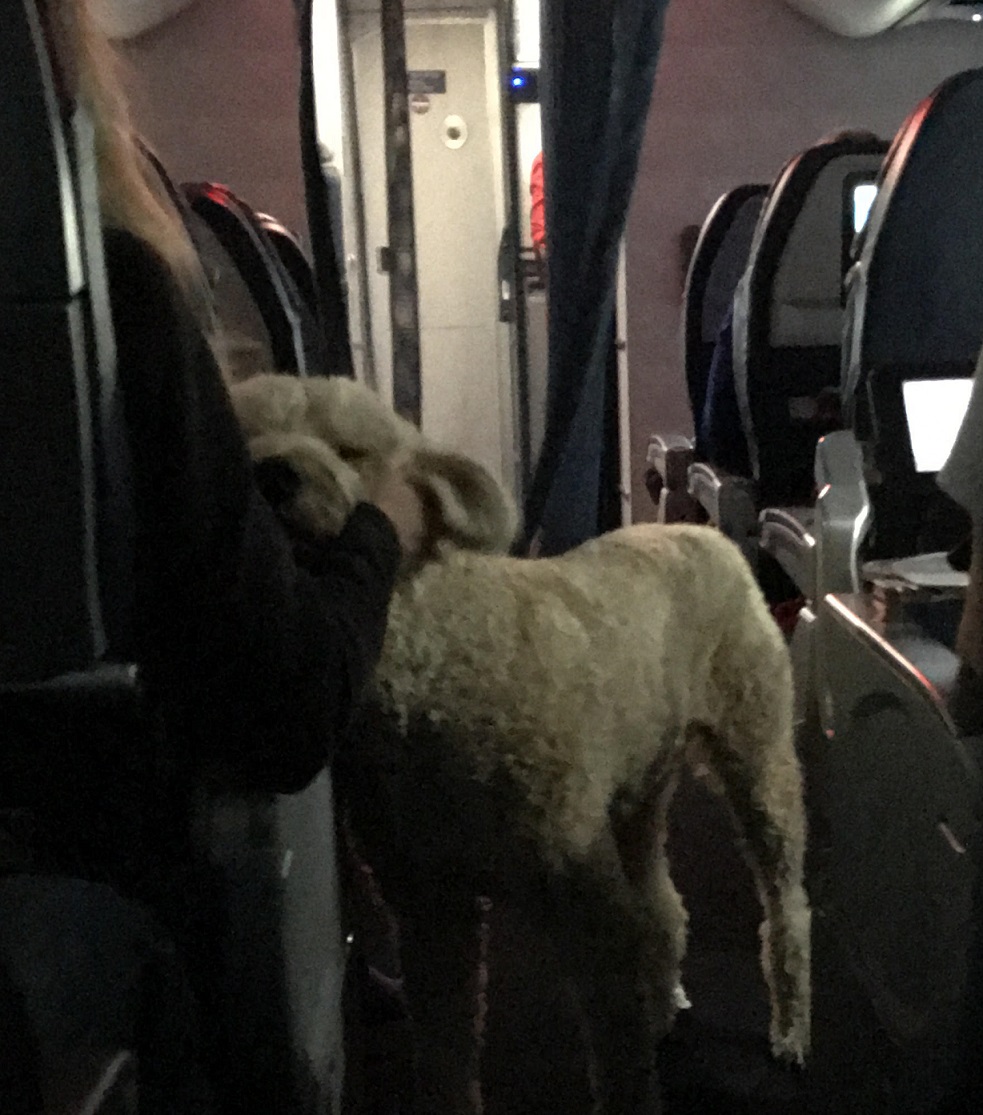 delta airlines emotional support animal