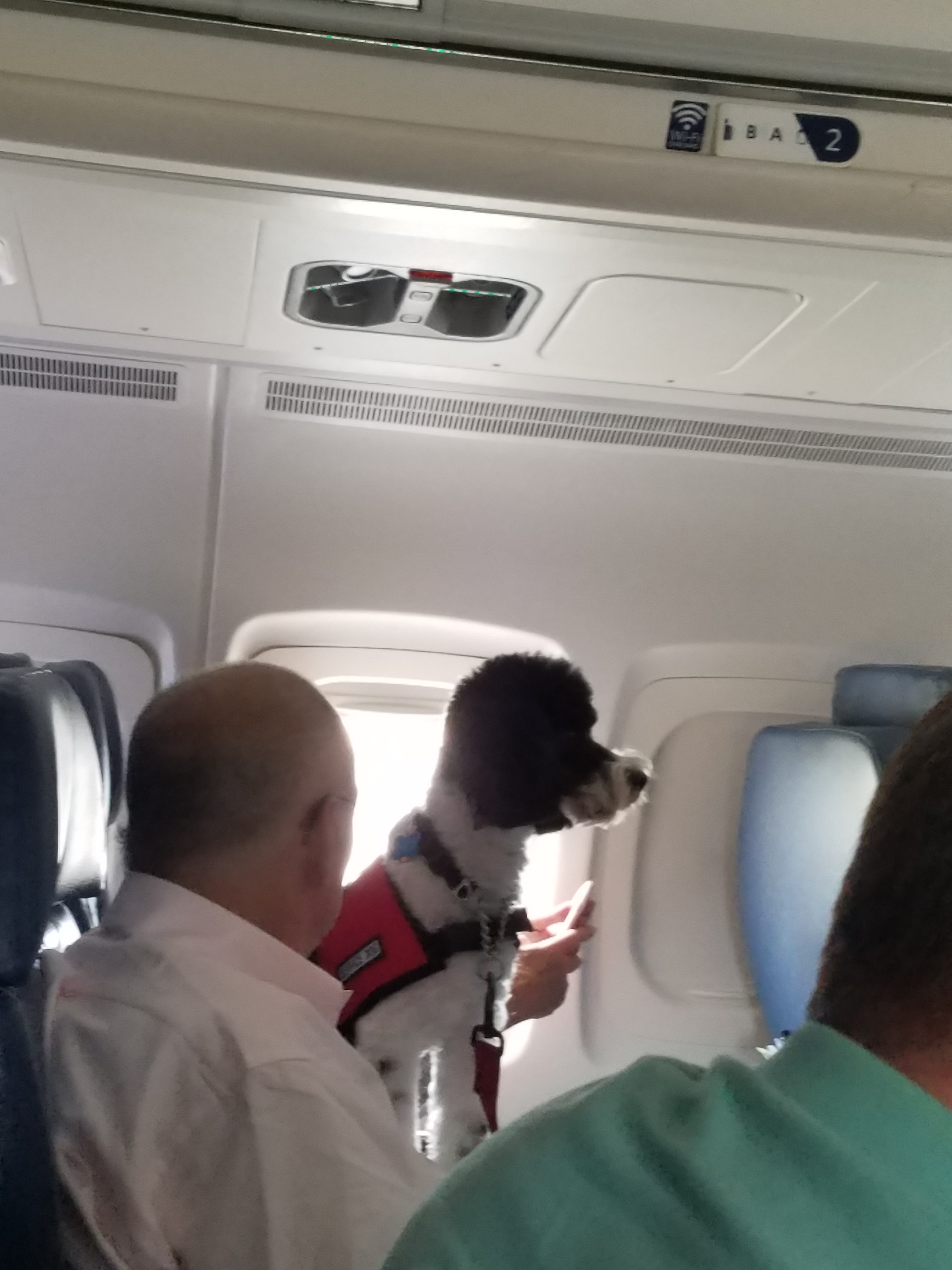 delta airlines pet in cabin