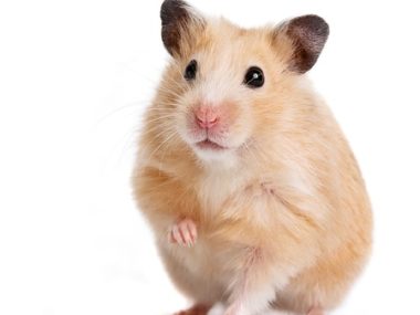 hamster