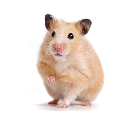 Woman Who Flushed 'Emotional Support Hamster' Down Toilet May Sue Airline