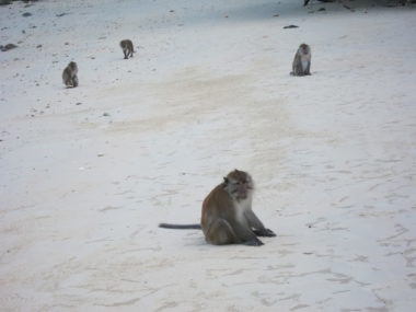 baboons on beach