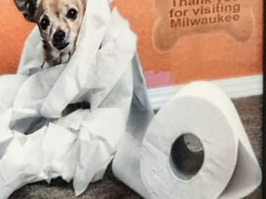 dog wrapped in toilet paper