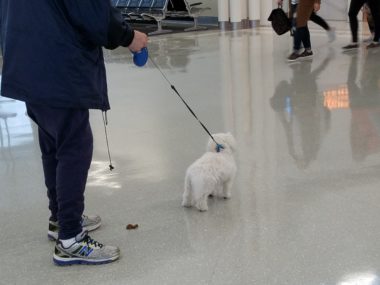 dog pooping in airport