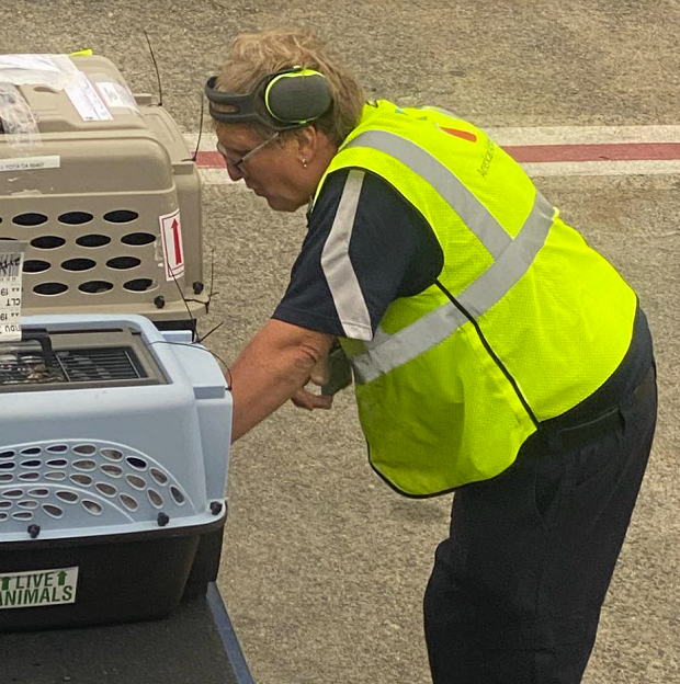 American Airlines Baggage Handler Stops To Comfort Pets Being Loaded Onto A Plane