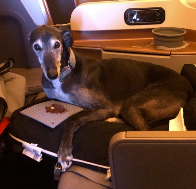 This Dog Flew Singapore Airlines Business Class On Its Birthday