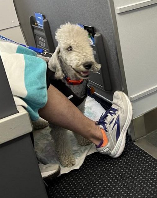 No More Pretending To Have A Support Animal, American Airlines Makes Pet Travel Easier