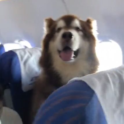 Passenger Kicked Off Flight for Refusing to Put Dog in Case