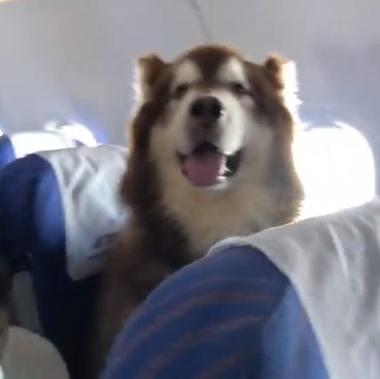 Woman Kicked Off Southwest Flight After Petting Dog