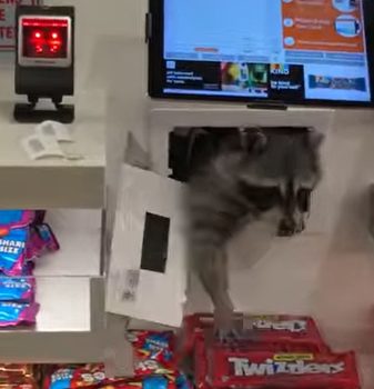 Raccoon At Philadelphia Airport Steals Candy While Passengers Wait At Retail Sho..