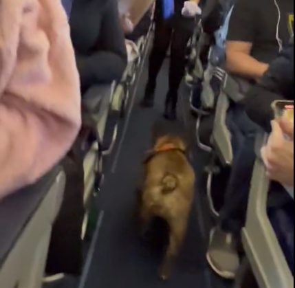 can french bulldogs fly on delta