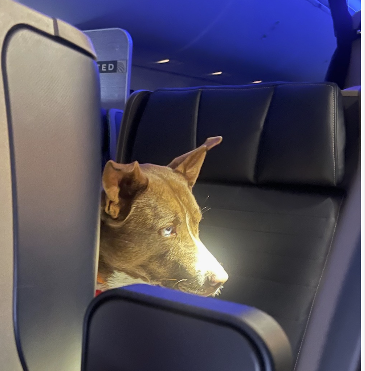 Wow: "Service Dog" Gulps Down United Airlines Meal In First Class ...