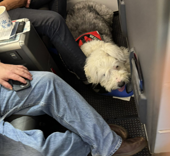 Bumped From A FirstClass Seat For A Dog American Airlines Controversy