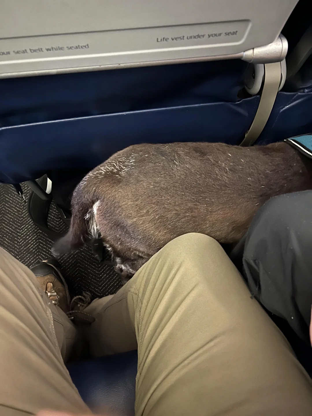 Emotionaler Begleithund im Beinraum zwingt Passagier auf 18-stündigem Flug dazu, 40 Schraubenzieher zu trinken