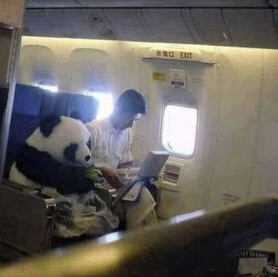 Adorable Baby Panda Flies in Passenger Seat to Japan, Wearing Diaper and Munching Bamboo!