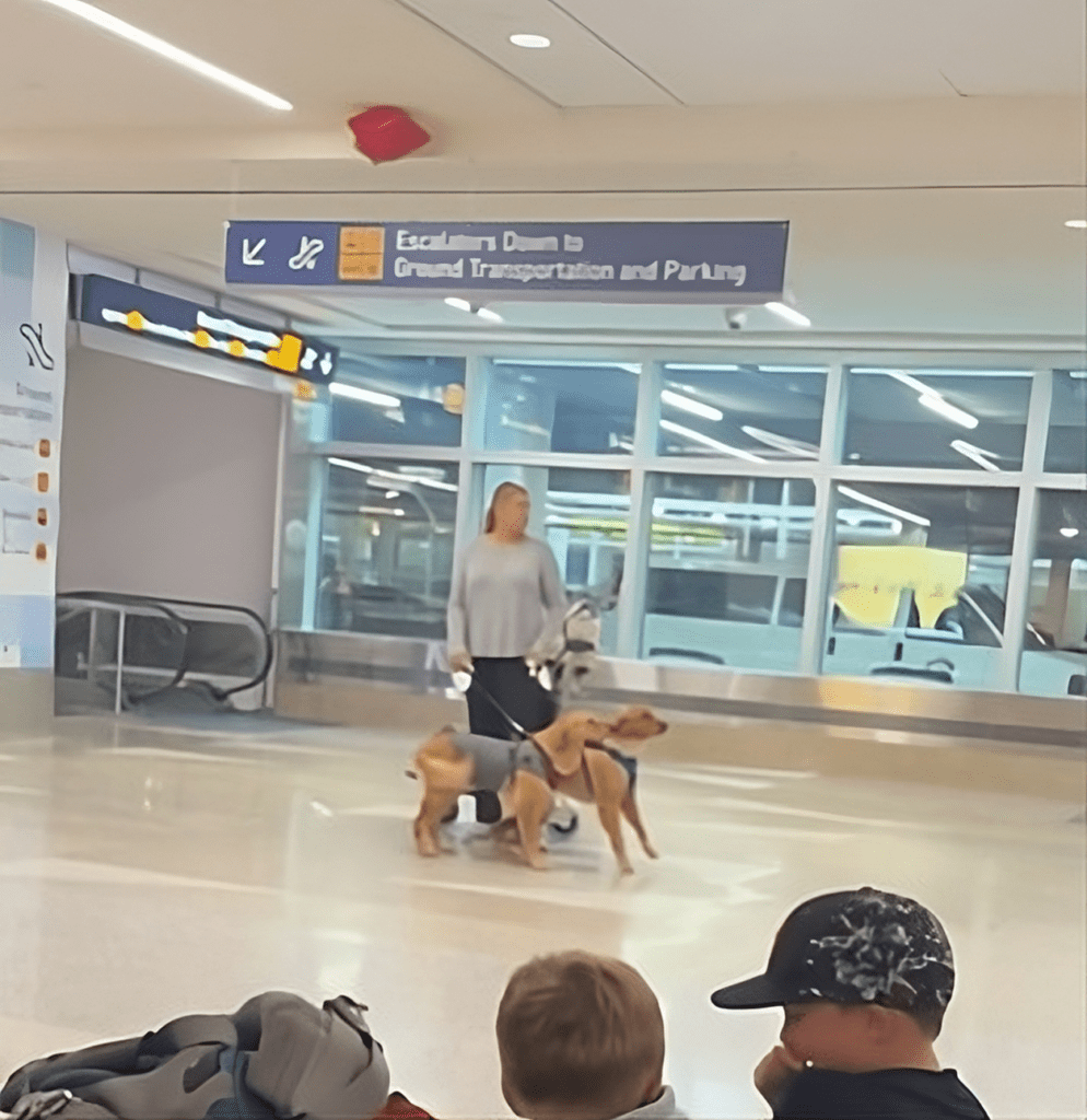 Fake Service Dogs on Flights: Confronting an Ongoing Challenge in Air Travel [Roundup] – View from the Wing