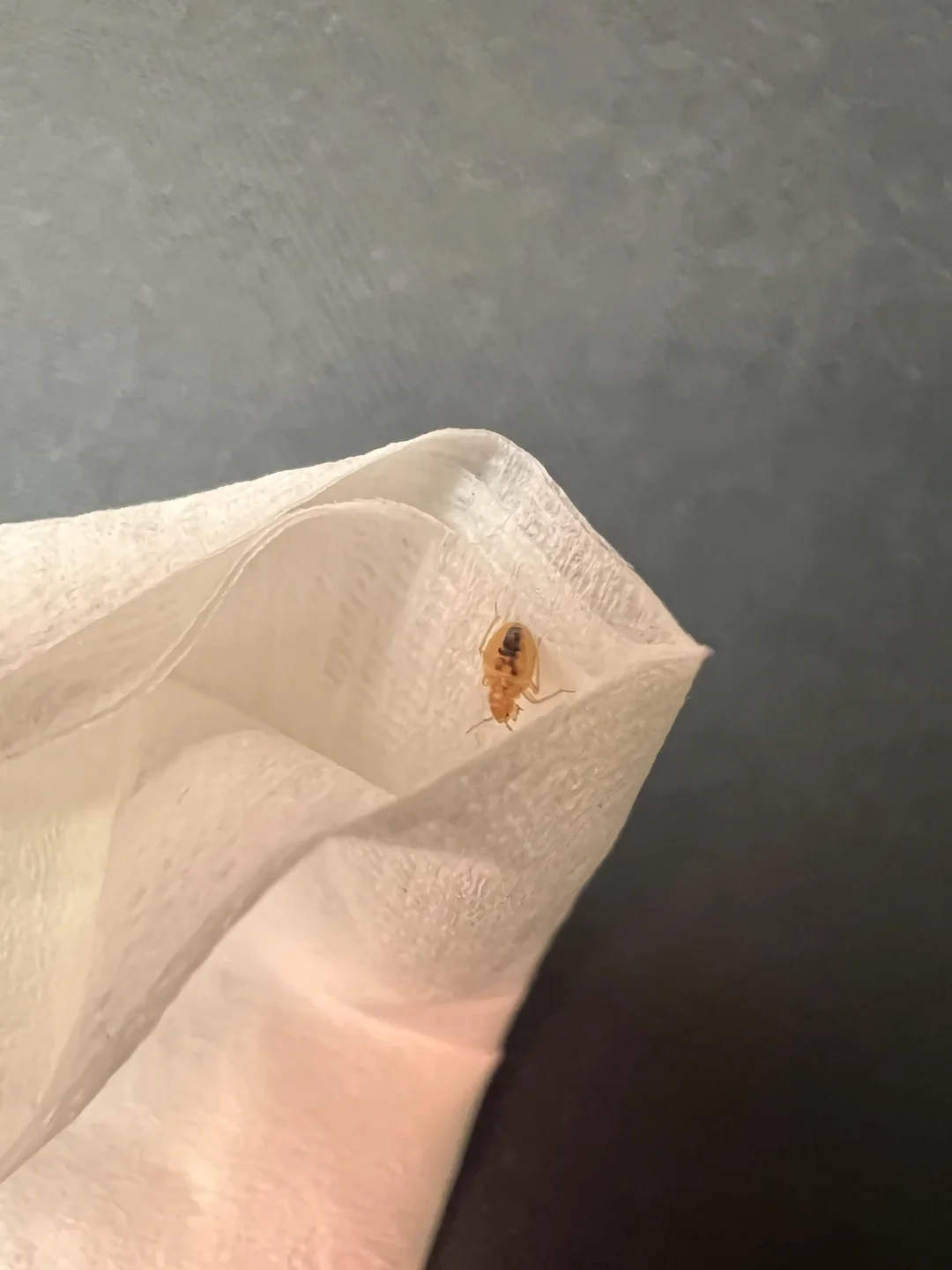 American Airlines First Class Passenger Finds Bed Bug Crawling On His Leg, Plane Not Taken Out Of Service