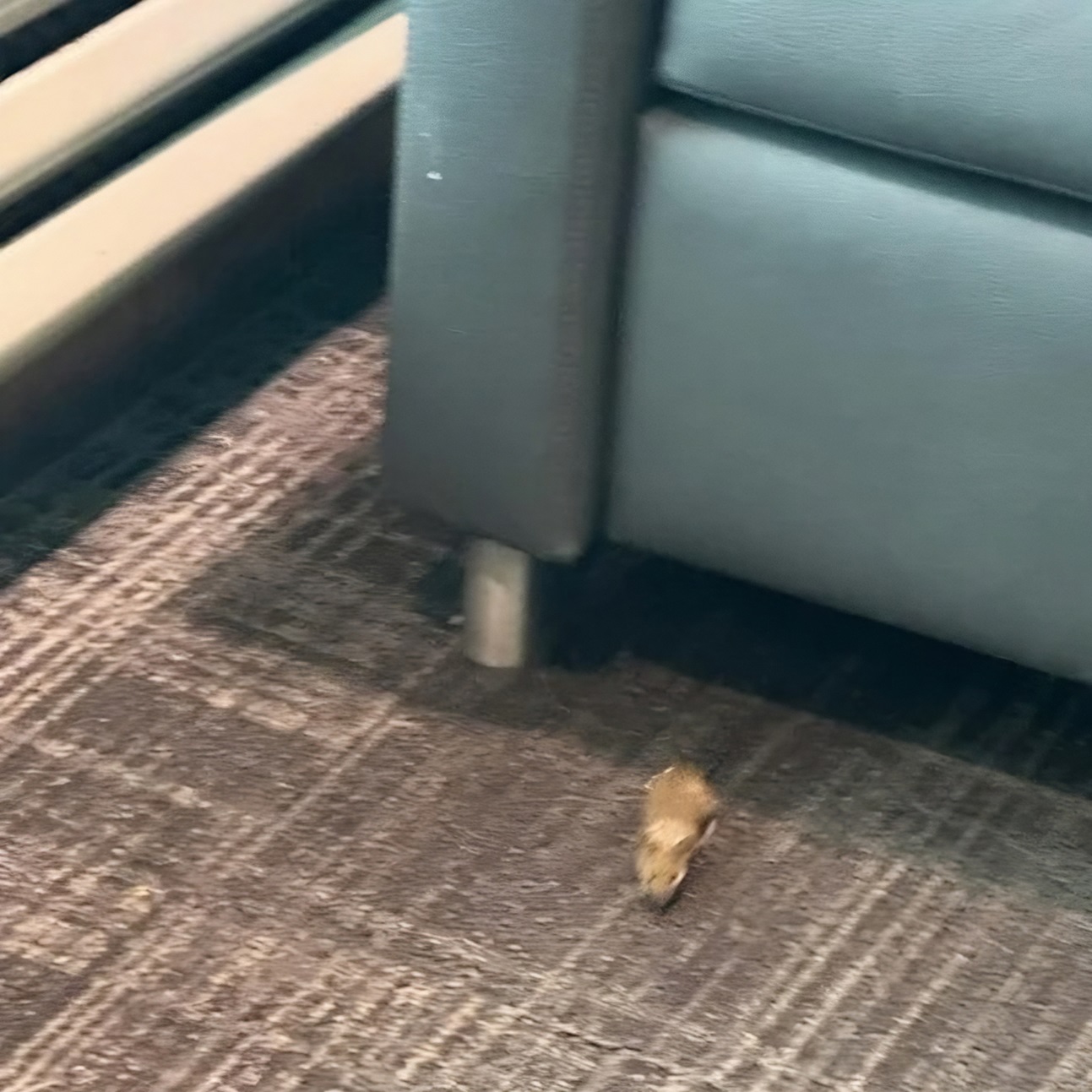 American Airlines Philadelphia Admirals Club: Following Failed Health Inspection, Wildlife Sightings Fuel ‘Filthadelphia’ Concerns [Roundup]