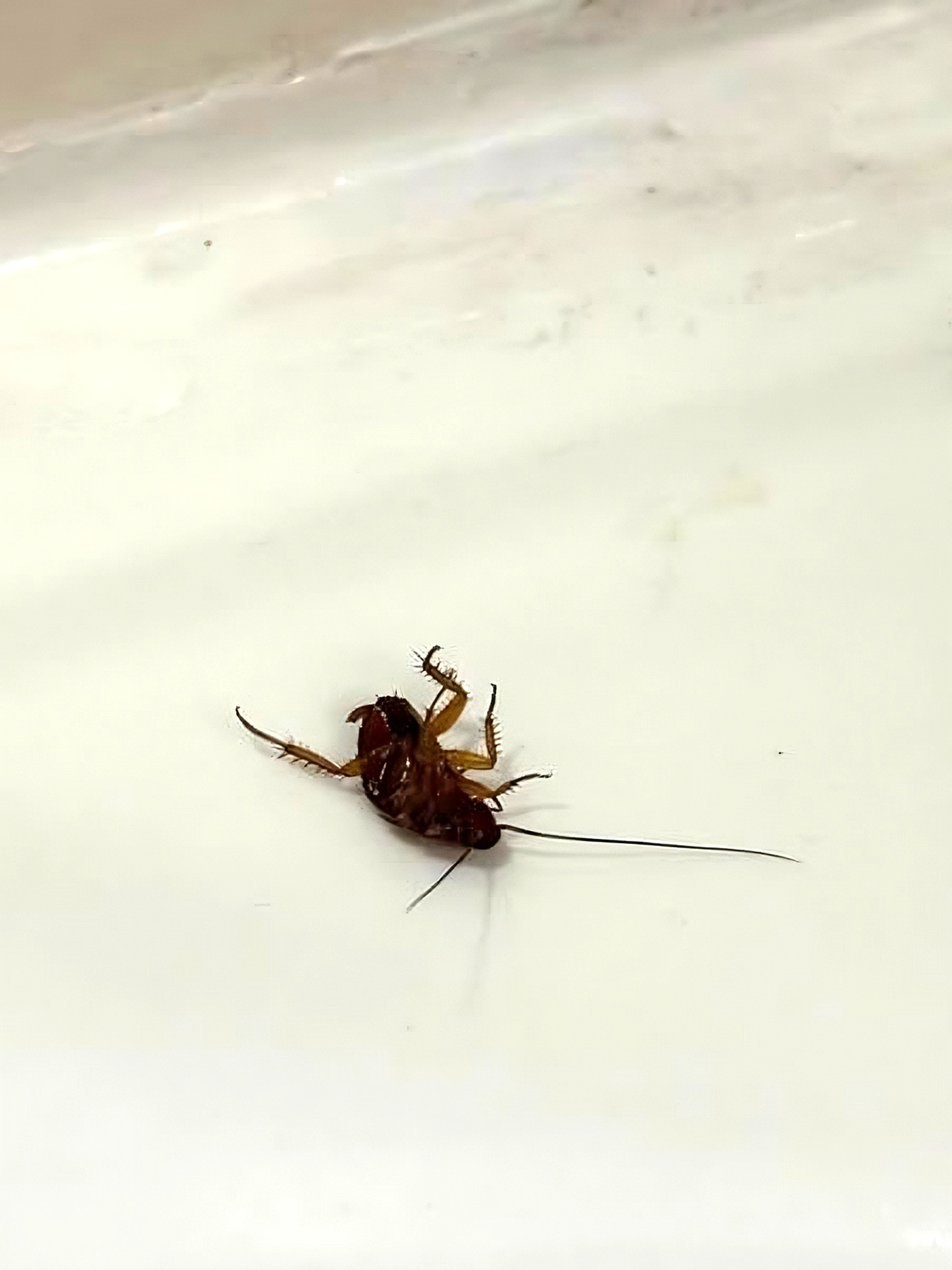 Bag Of Coke In The Hallway, Bugs In The Closet—Marriott Still Wants Every Penny [Roundup]