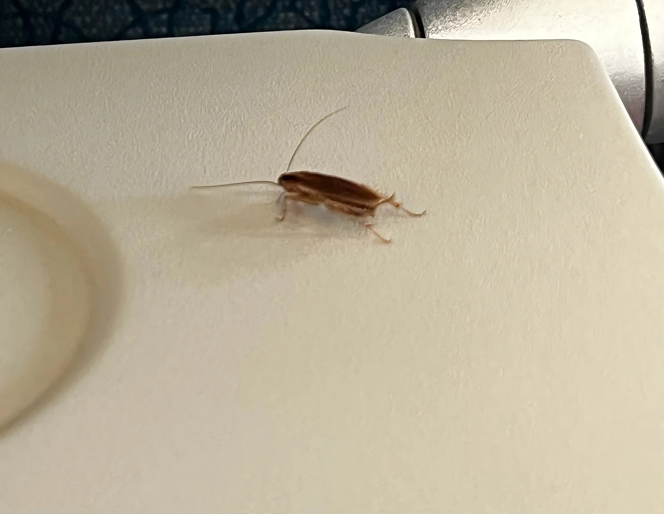 Roaches Crawling On Delta Flight Leave Passengers Horrified [Roundup]