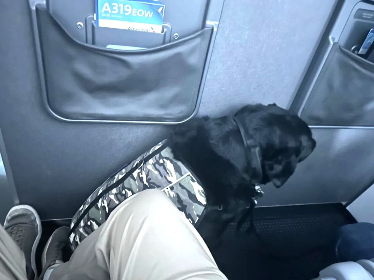 American Airlines First Class Passenger Pinned By 100 Pound “Service Dog” For Entire Flight image