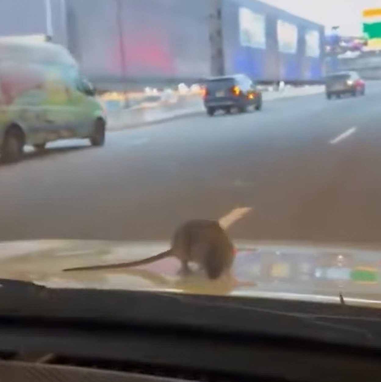 Rat Rides To LaGuardia Airport on the Hood of a Car — NYC Chaos