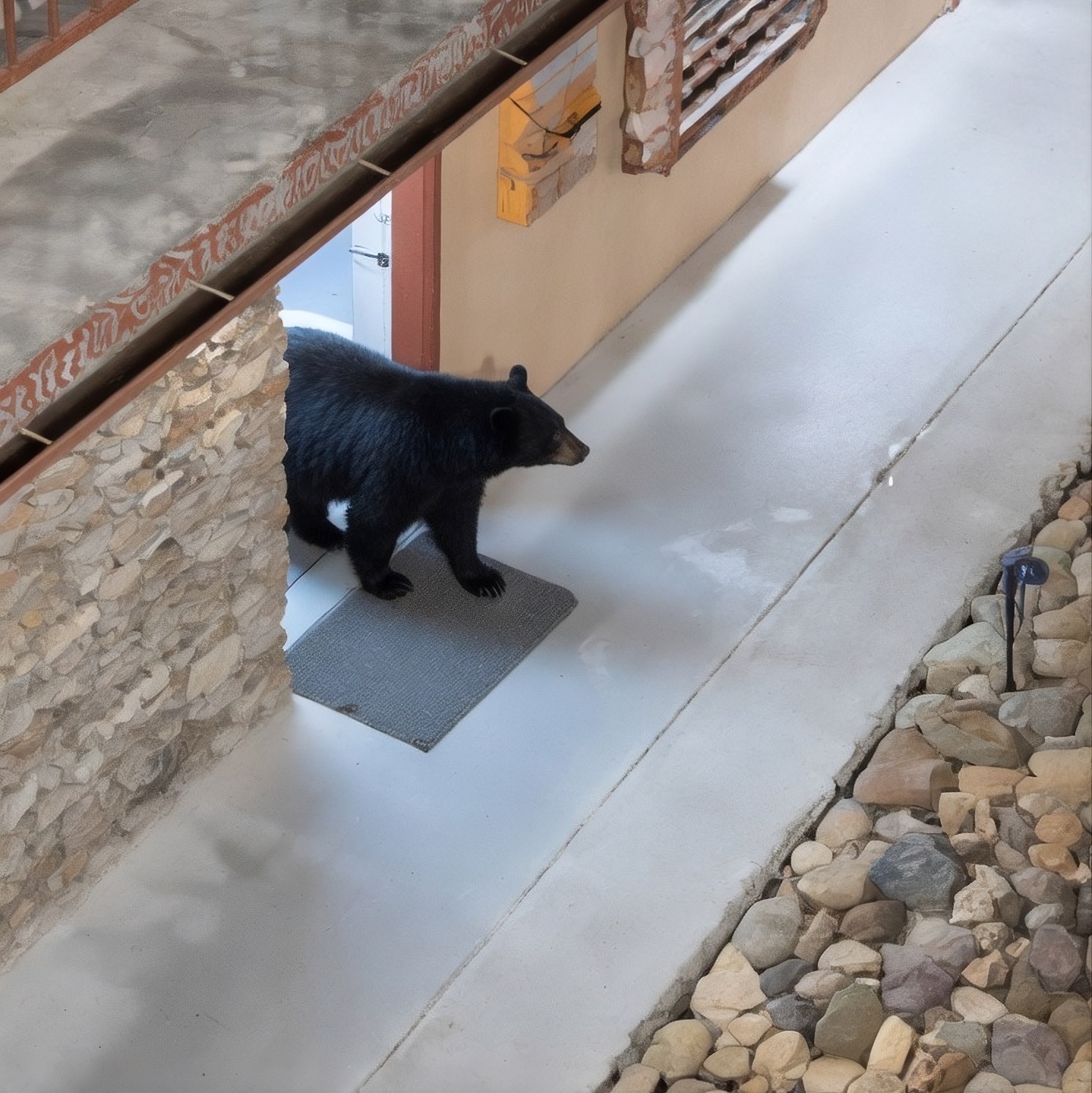 TravelWireDaily — Black Bear Locks Itself In Tennessee Hotel Bathroom — Police Free It With A Two-By-Four