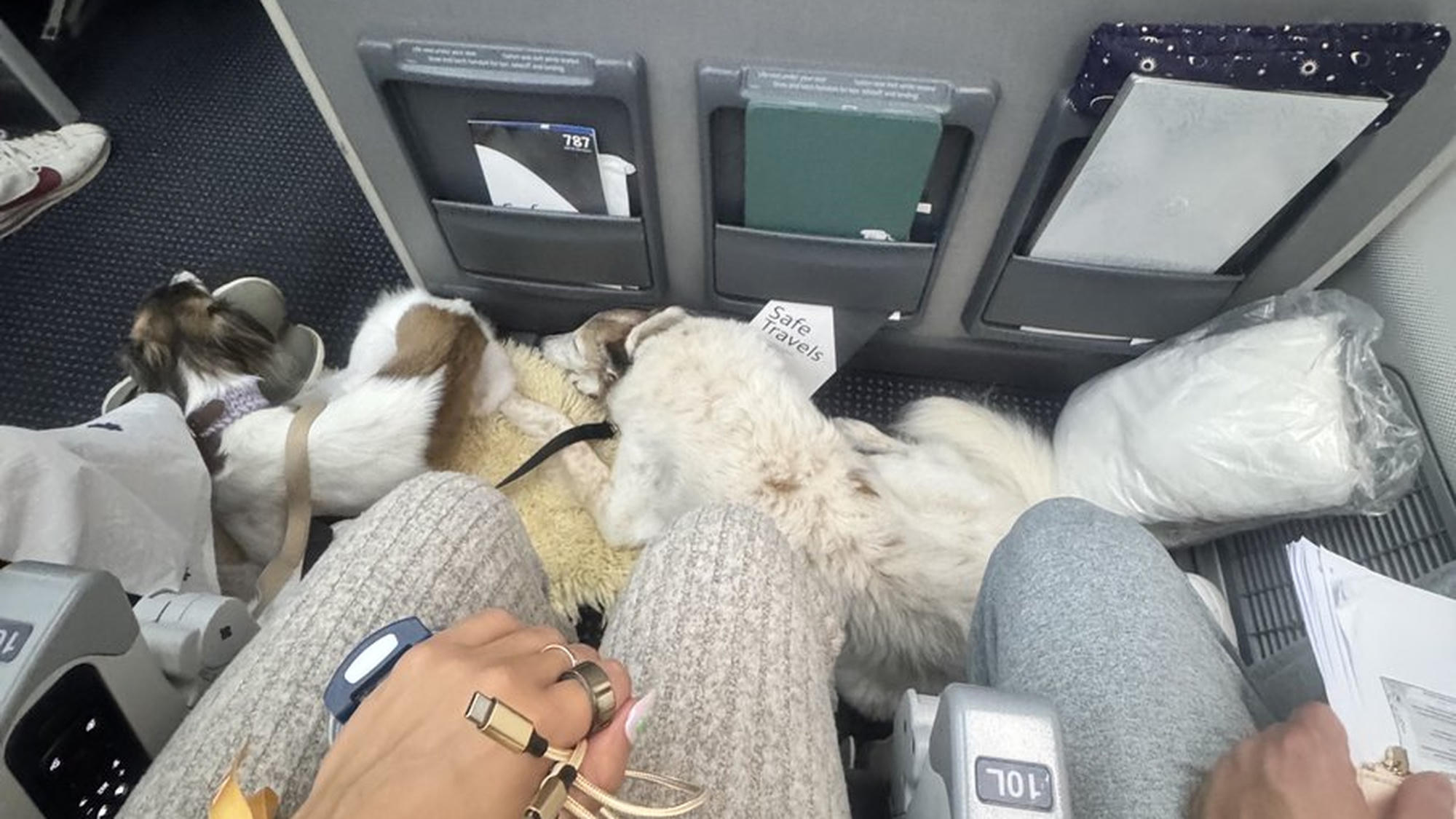 American Airlines Passenger Paid For An Upgrade — Then Someone’s Dogs Took Over His Space For 9 Hours