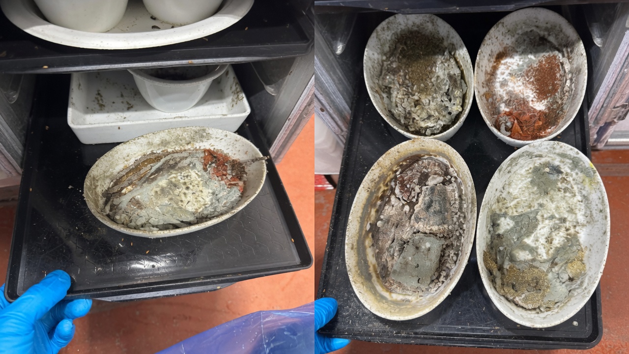 LAX Caterer Accused of Serving Meals on Moldy, Maggot-Infested Dishes